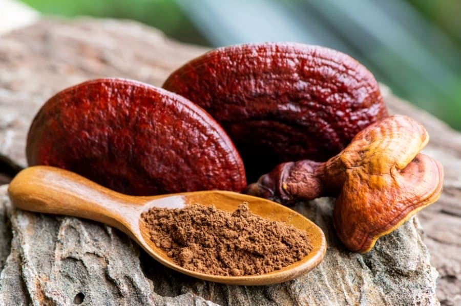 Ganoderma Lucidum